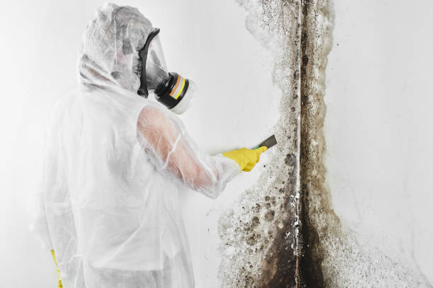 Best Mold Cleaning Services  in Alamo Heights, TX