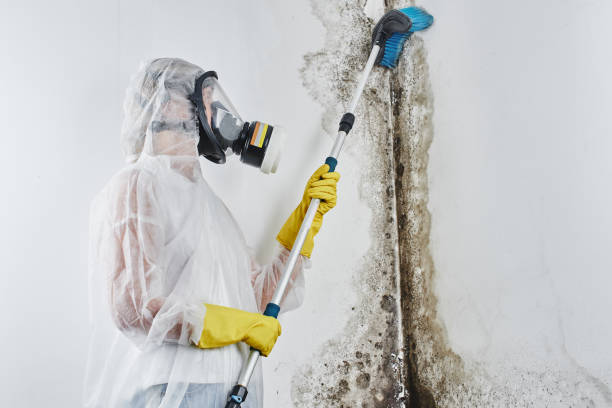 Best Local Mold Removal Service  in Alamo Heights, TX