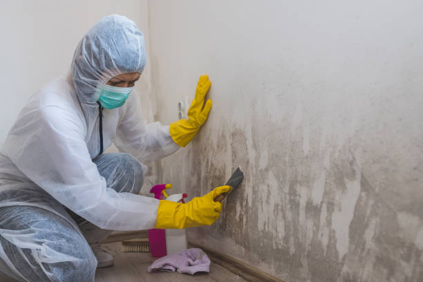 Best Same-Day Mold Removal  in Alamo Heights, TX