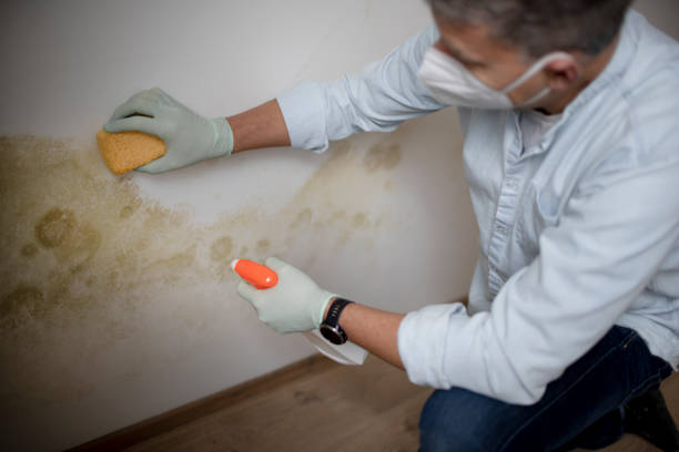 Best Commercial Mold Removal  in Alamo Heights, TX