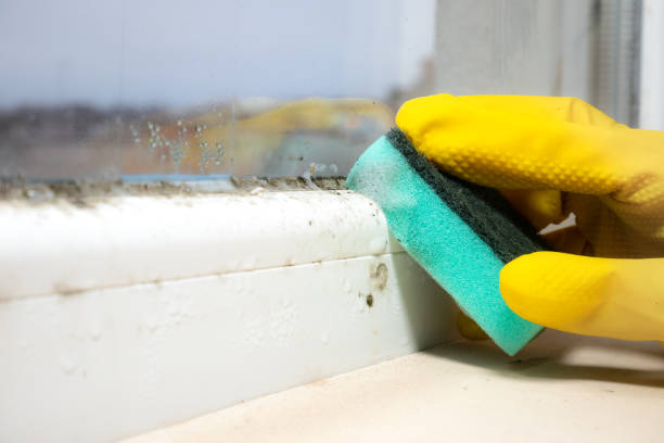 Best Mold Testing  in Alamo Heights, TX