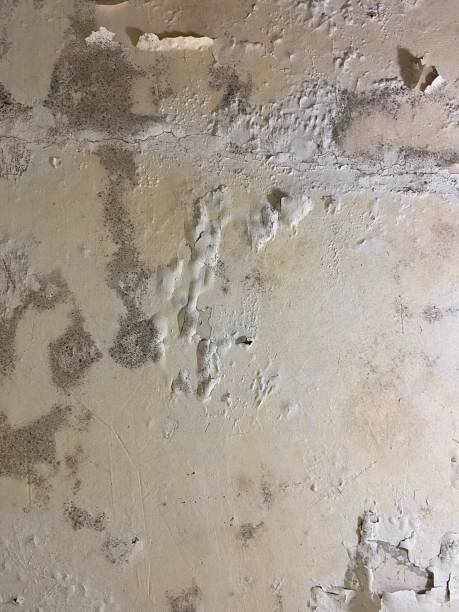 Best Best Mold Removal Companies  in Alamo Heights, TX