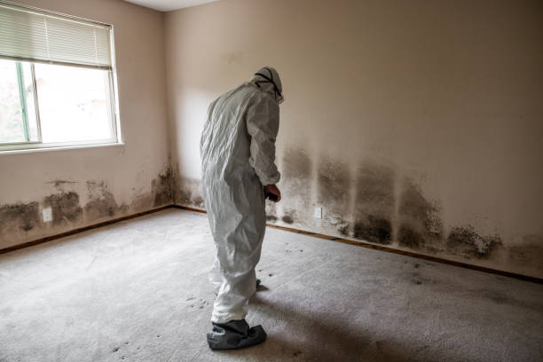 Best Mold Testing and Removal  in Alamo Heights, TX