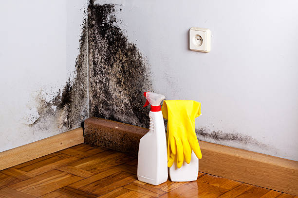 Best Professional Mold Removal  in Alamo Heights, TX