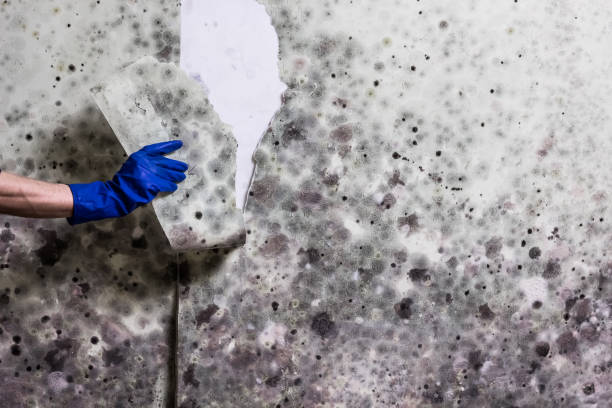 Mold Removal and Inspection in Alamo Heights, TX