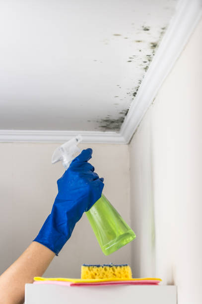 Best Mold Remediation Experts  in Alamo Heights, TX